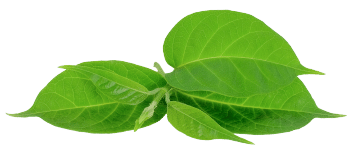 Izvleček gurmarja (gymnema sylvestre)