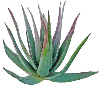 Agavin sirup