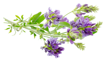 Listi Alfalfa v prahu