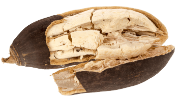 Baobab v prahu