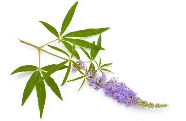 Navadna konopljika (chasteberry)
