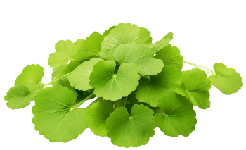 Gotu kola