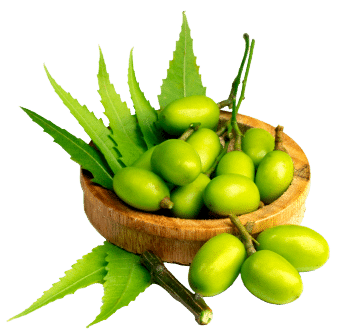 Neem olje