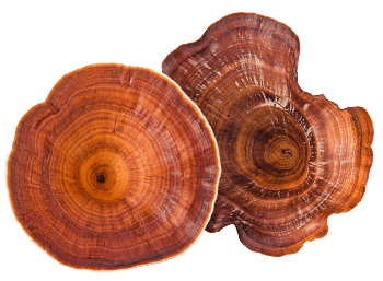 Reishi goba