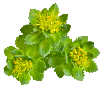 Rhodiola
