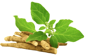 Izvleček ašvagande