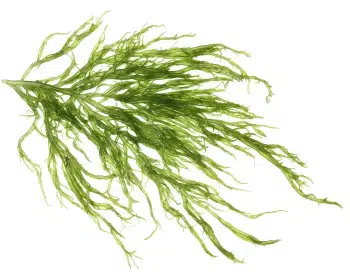 Kelp Algae izvleček