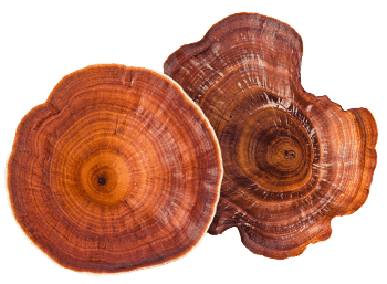 Reishi goba