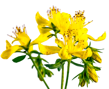 Izvleček šentjanževke